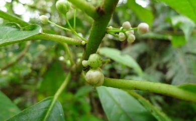 Saurauia tristyla var. oldhamii 水冬哥