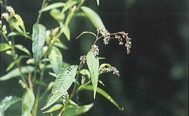 Persicaria lapathifolia (L.) Delarbre 早苗蓼