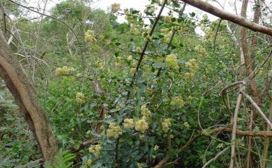 Pisonia aculeata 腺果藤