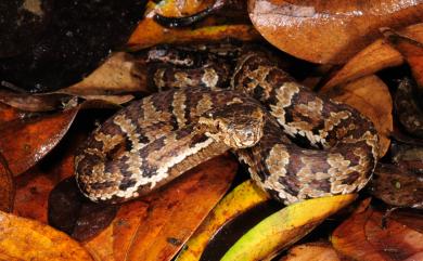 Trimeresurus gracilis Oshima, 1920 菊池氏龜殼花