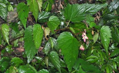 Begonia buimontana 武威山秋海棠