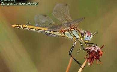 Sympetrum fonscolombii (Selys, 1840) 紅脈蜻蜓