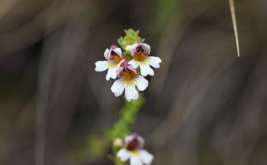 Euphrasia transmorrisonensis var. transmorrisonensis 玉山小米草