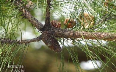 Pinus taiwanensis Hayata 臺灣二葉松