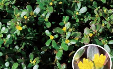 Portulaca oleracea L. 馬齒莧