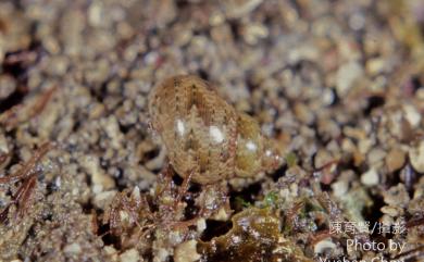 Phasianella solida (Born, 1780) 雉螺