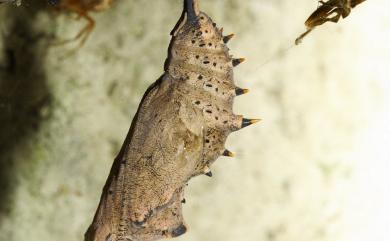 Nymphalis xanthomelas formosana (Matsumura, 1925) 緋蛺蝶