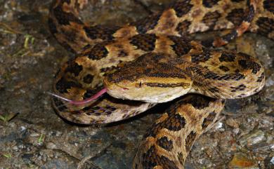 Protobothrops mucrosquamatus (Günther, 1864) 龜殼花