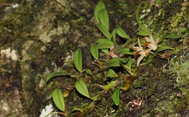 Dendrobium nakaharae Schltr. 蠟著頦蘭