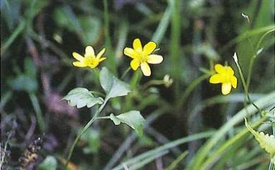 Ranunculus ternatus Thunb. 小毛莨