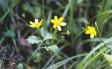 Ranunculus ternatus 小毛茛