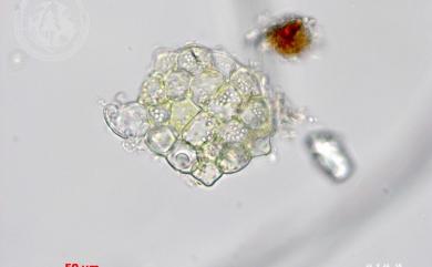 Cololejeunea haskarliana (Lehm.) Schiffn. 哈斯卡疣鱗蘚