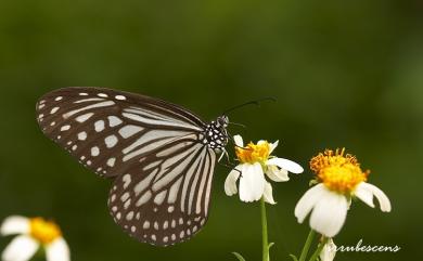 Parantica aglea maghaba Fruhstorfer, 1909 絹斑蝶