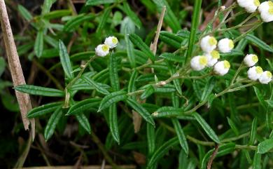 Anaphalis morrisonicola 玉山抱莖籟簫