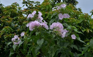 Ipomoea carnea subsp. fistulosa 樹牽牛