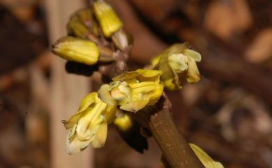 Gastrodia javanica 爪哇赤箭