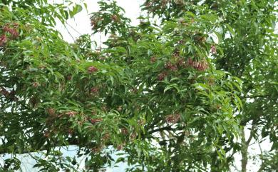 Acer albopurpurascens 樟葉槭