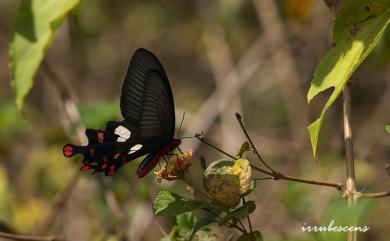 Byasa polyeuctes termessus (Fruhstorfer, 1908) 多姿麝鳳蝶