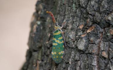 Pyrops candelaria (Linnaeus, 1758) 龍眼雞