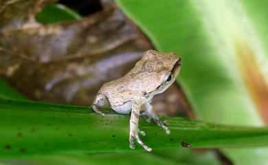 Polypedates megacephalus Hallowell, 1861 斑腿樹蛙