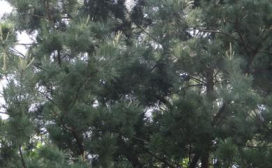 Pinus morrisonicola Hayata 臺灣五葉松