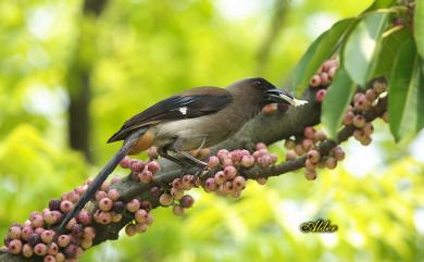 Dendrocitta formosae formosae Swinhoe, 1863 樹鵲(台灣亞種)