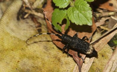 Parapolytretus rugosus (Matsushita, 1933) 皺紋粗天牛