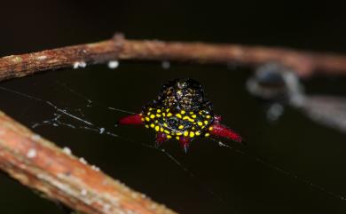 Gasteracantha sauteri Dahl, 1914 梭德氏棘蛛