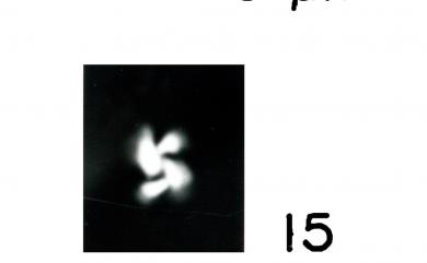 Dictyococcites productus (Kamptner, 1963) Backman, 1980