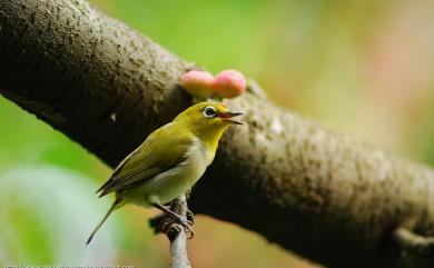 Zosterops japonicus Temminck & Schlegel, 1847 日菲繡眼