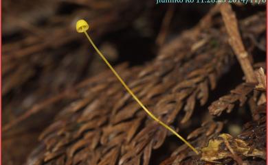 Mycena 小菇屬