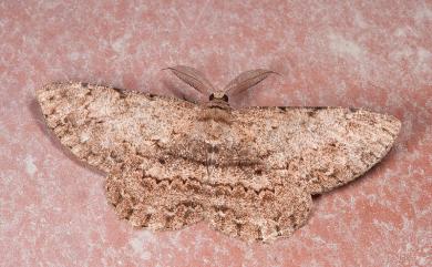 Hypomecis formosana (Wileman, 1912) 福爾摩沙灰褐尺蛾