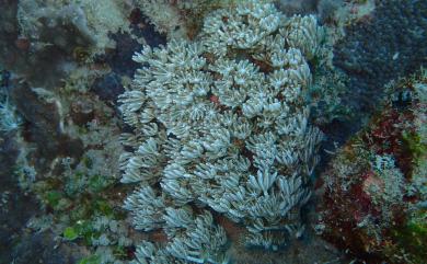 Heteroxenia pinnata Roxas, 1933 羽枝雙異軟珊瑚