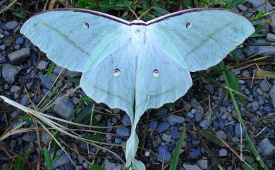 Actias ningpoana ningtaiwana Brechlin, 2012 長尾水青蛾