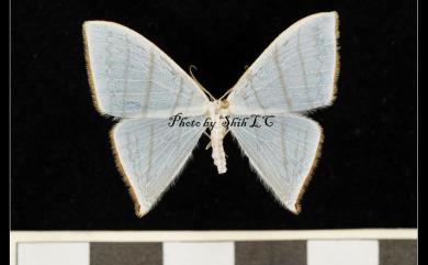 Ditrigona triangularia (Moore, 1867) 燕鉤蛾