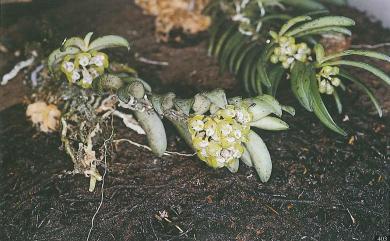 Gastrochilus raraensis Fukuy. 紅檜松蘭