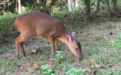 Muntiacus reevesi micrurus (Sclater, 1875) 臺灣山羌