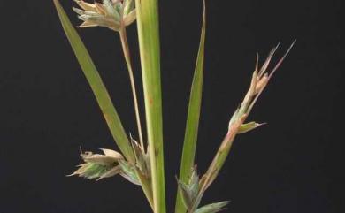 Apluda mutica L. 水蔗草