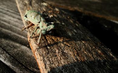 Theopompa ophthalmica (Olivier, 1792) 樹皮螳