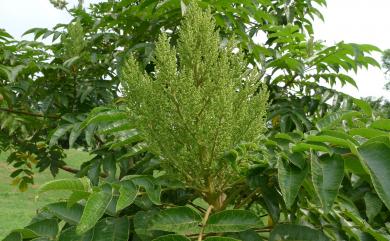 Rhus chinensis var. roxburghii 羅氏鹽膚木