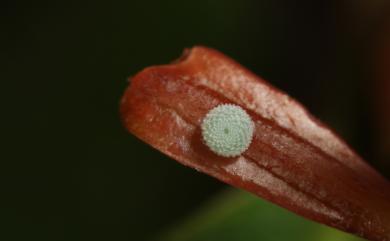 Acytolepis puspa myla (Fruhstorfer, 1909) 靛色琉灰蝶