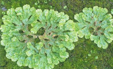 Marchantia polymorpha 地錢