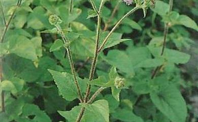 Ageratum houstonianum Mill. 紫花藿香薊