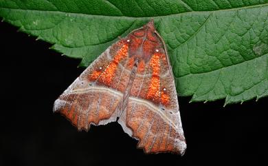 Scoliopteryx libatrix Linnaeus, 1758 棘翅裳蛾