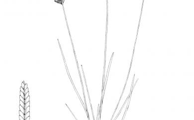 Cyperus haspan 畦畔莎草