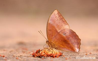 Discophora sondaica tulliana Stichel, 1905 方環蝶