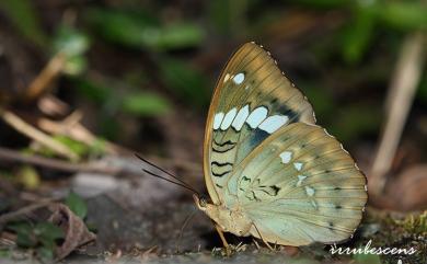 Euthalia kosempona Fruhstorfer, 1908 連珠翠蛺蝶