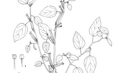 Corchorus aestuans L. 繩黃麻