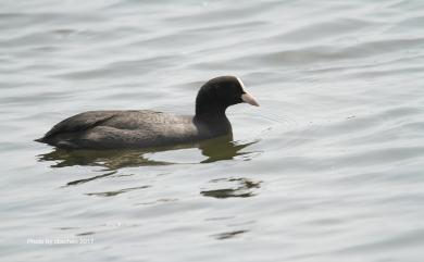 Fulica atra atra Linnaeus, 1758 白冠雞