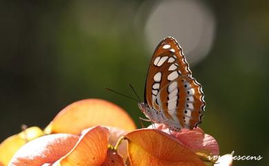 Athyma perius (Linnaeus, 1758) 玄珠帶蛺蝶